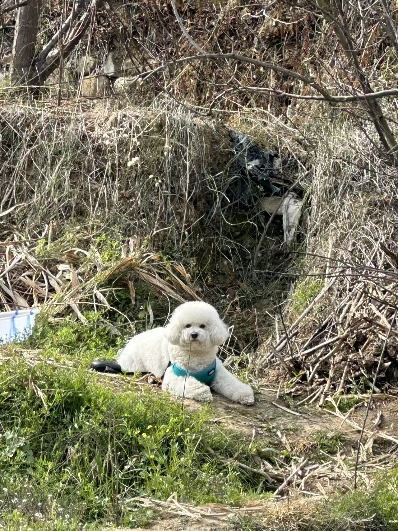 Small dog in the grass