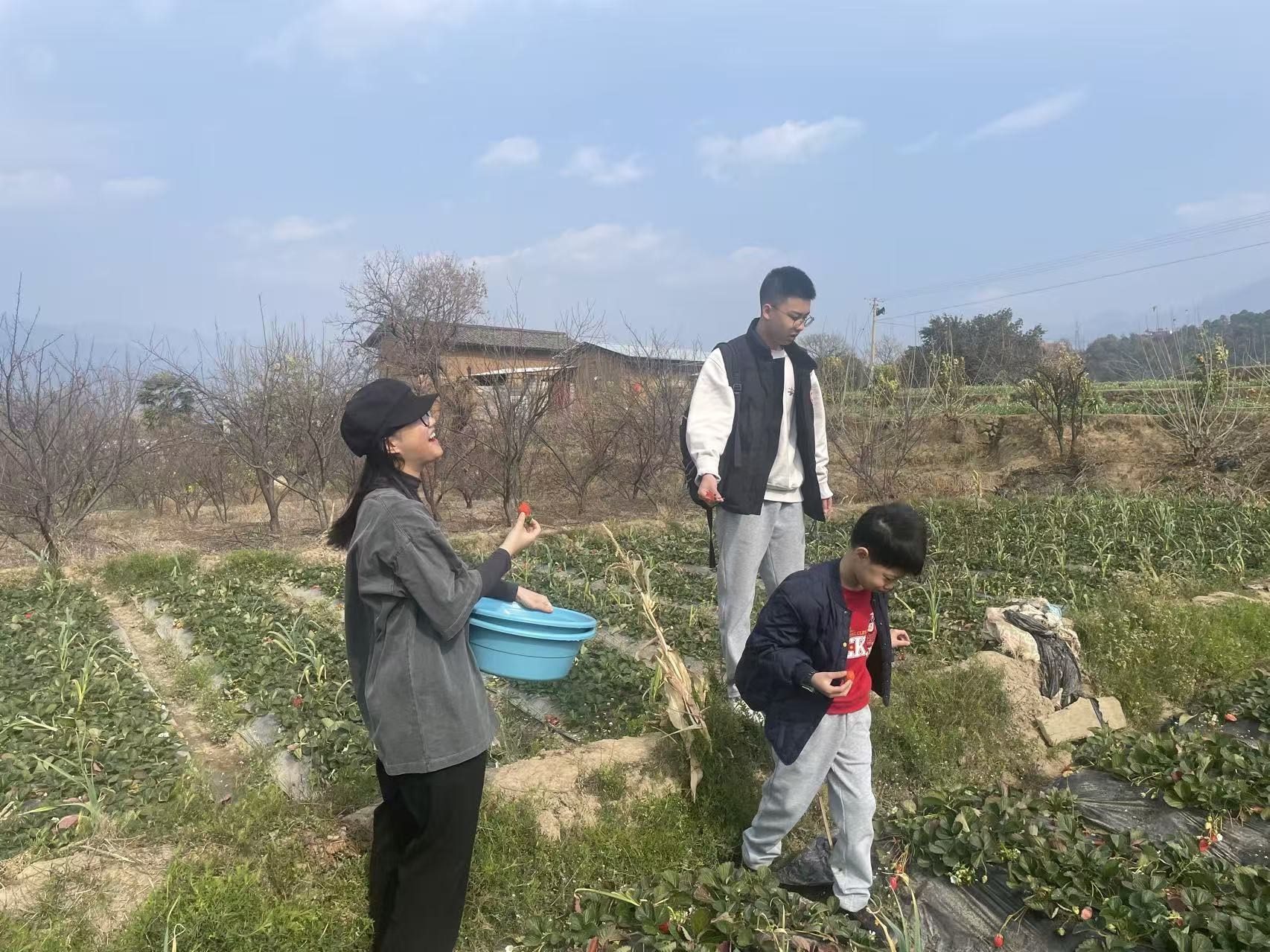 A family picking strawberries