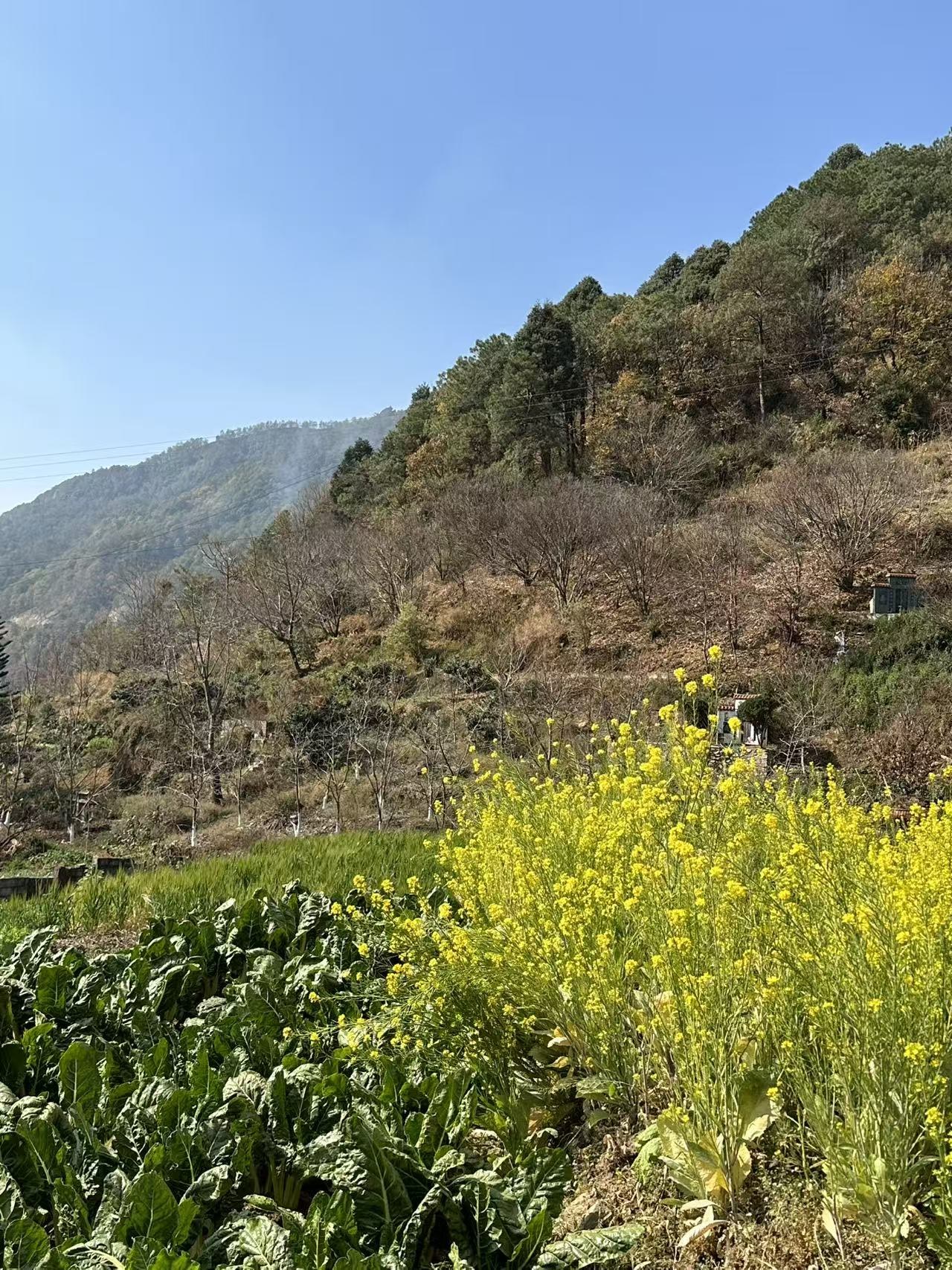 Yellow flowers in a hillside field