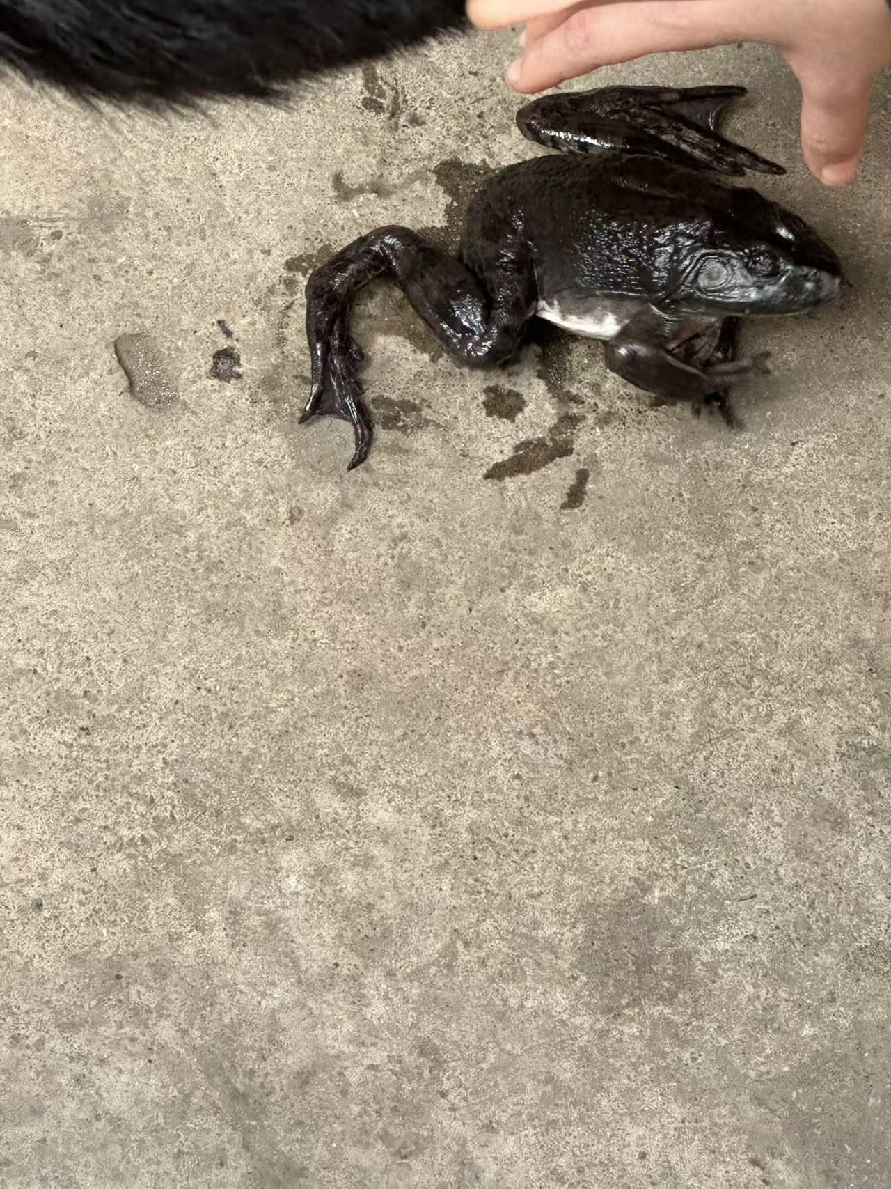 Large frog on concrete