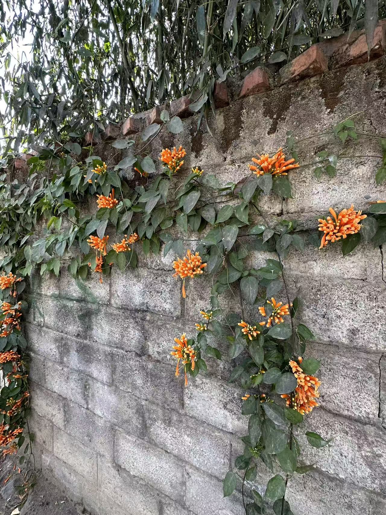 Orange flowers on a gray wall