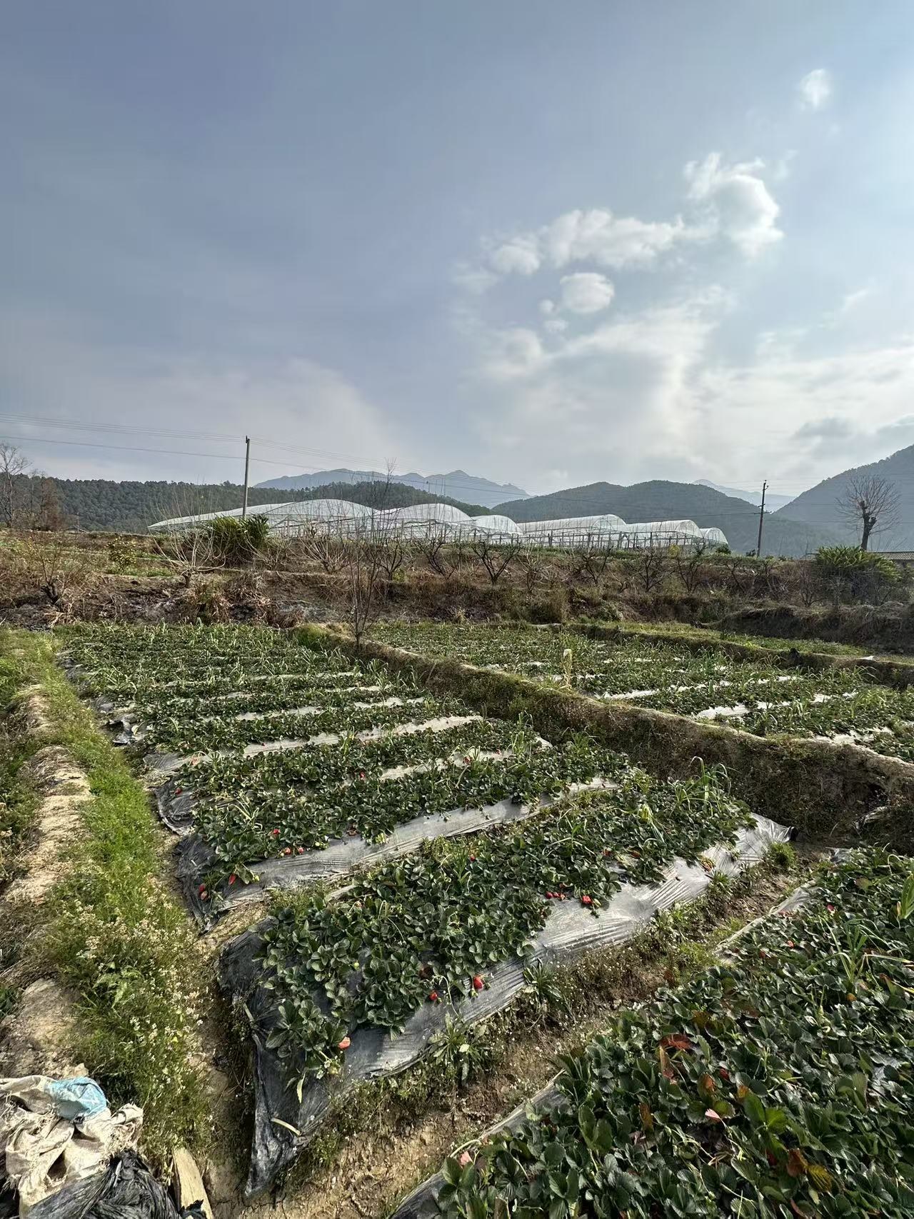 Rows of strawberry plants