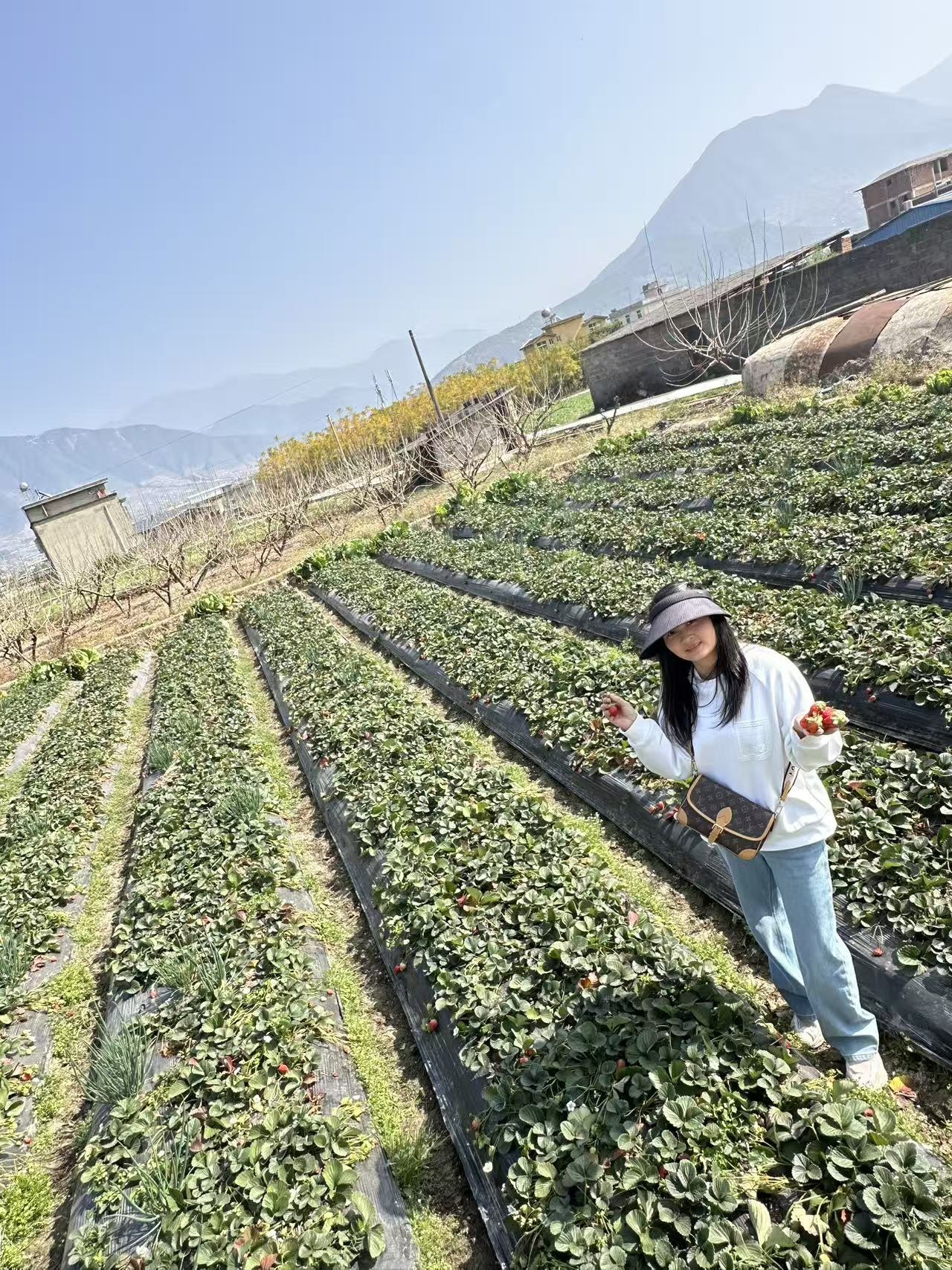Woman standing in a strawberry field