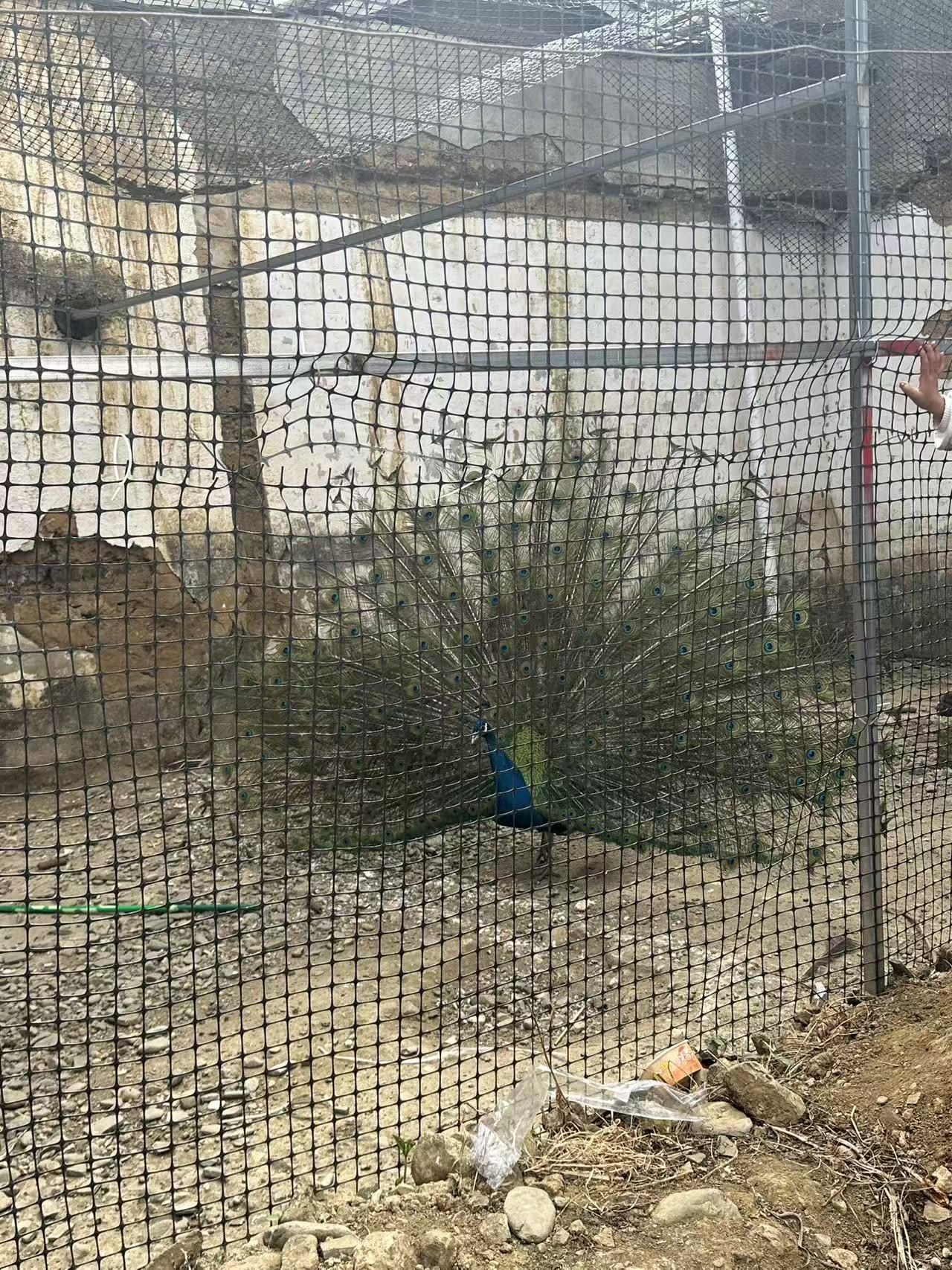 Peacock behind a mesh enclosure
