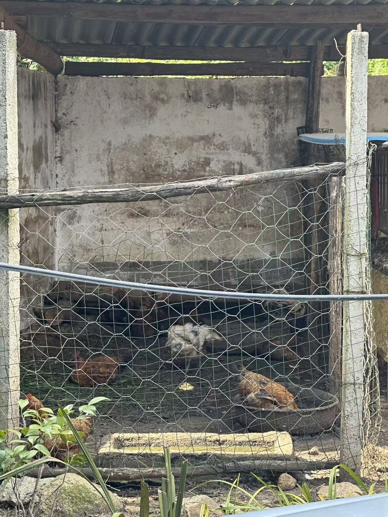Chickens in a fenced yard
