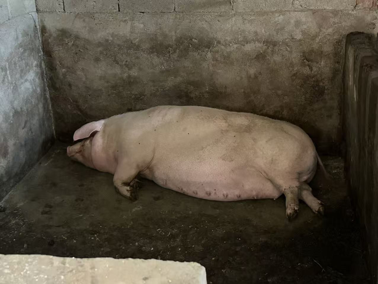Large pig in a concrete pigsty